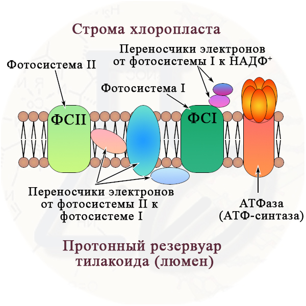 Переносчики электронов в фотосинтезе
