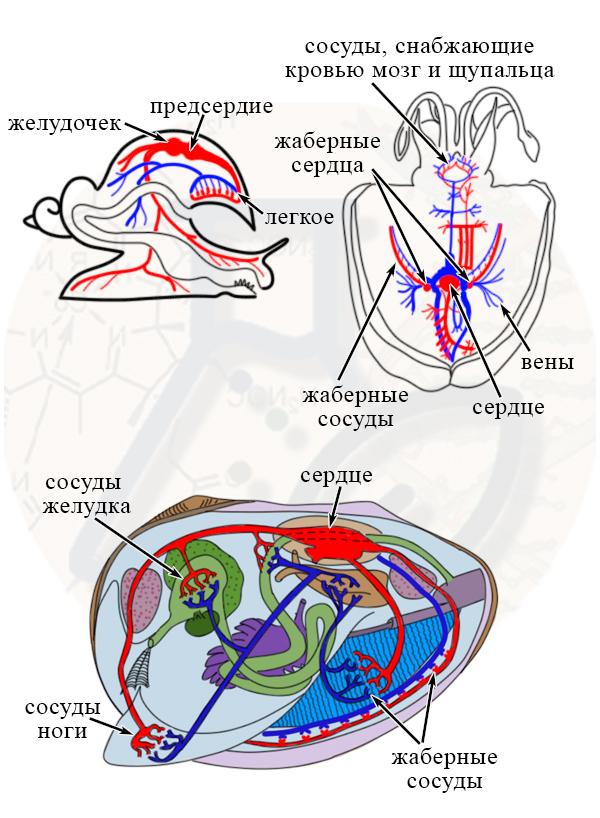 Какое сердце у моллюсков?