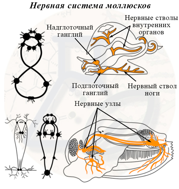 Каким номером на рисунке обозначена разбросанно узловая нервная система