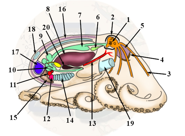 Строение осьминога