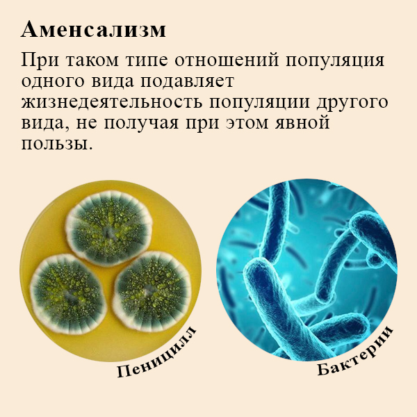 Аменсализм взаимоотношения