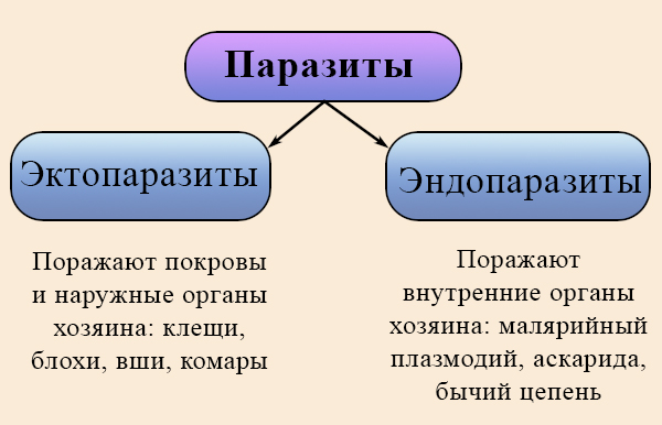 постоянные эктопаразиты. постоянные эктопаразиты. постоянные эктопаразиты.