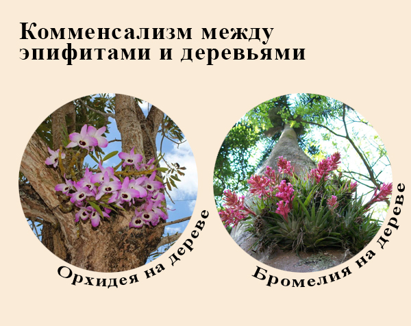 Растения-эпифиты