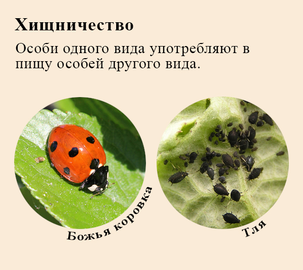 Божья коровка и тля взаимоотношения