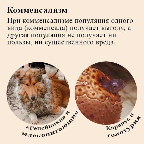 Взаимоотношения комменсализм