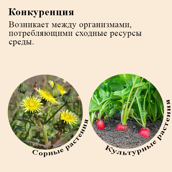 Примеры конкуренции в биологии