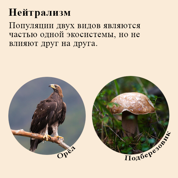 Взаимоотношения нейтрализм