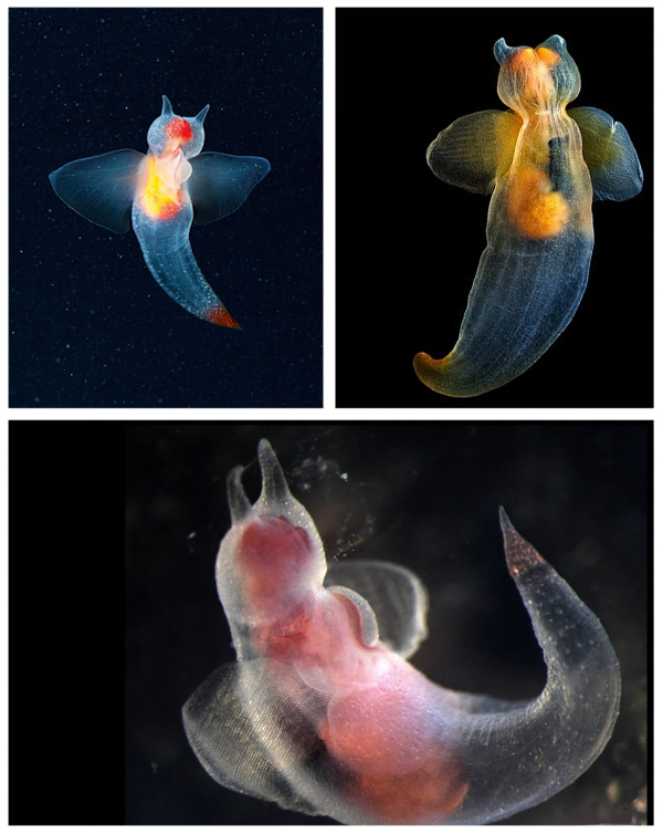 Морской ангел, ведущий плавающий образ жизни и утративший свою раковину.