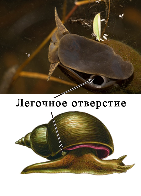 Легочное отверстие у прудовика