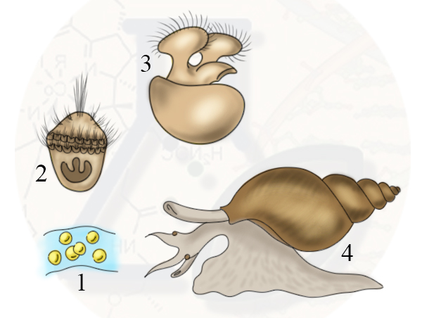 У водных форм непрямое развитие через личинку