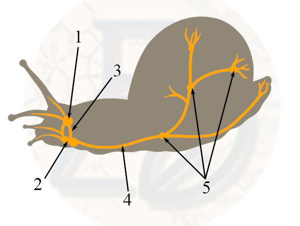 Каким номером на рисунке обозначена разбросанно узловая нервная система