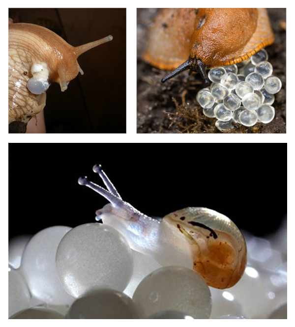 Прямое развитие виноградной улитки