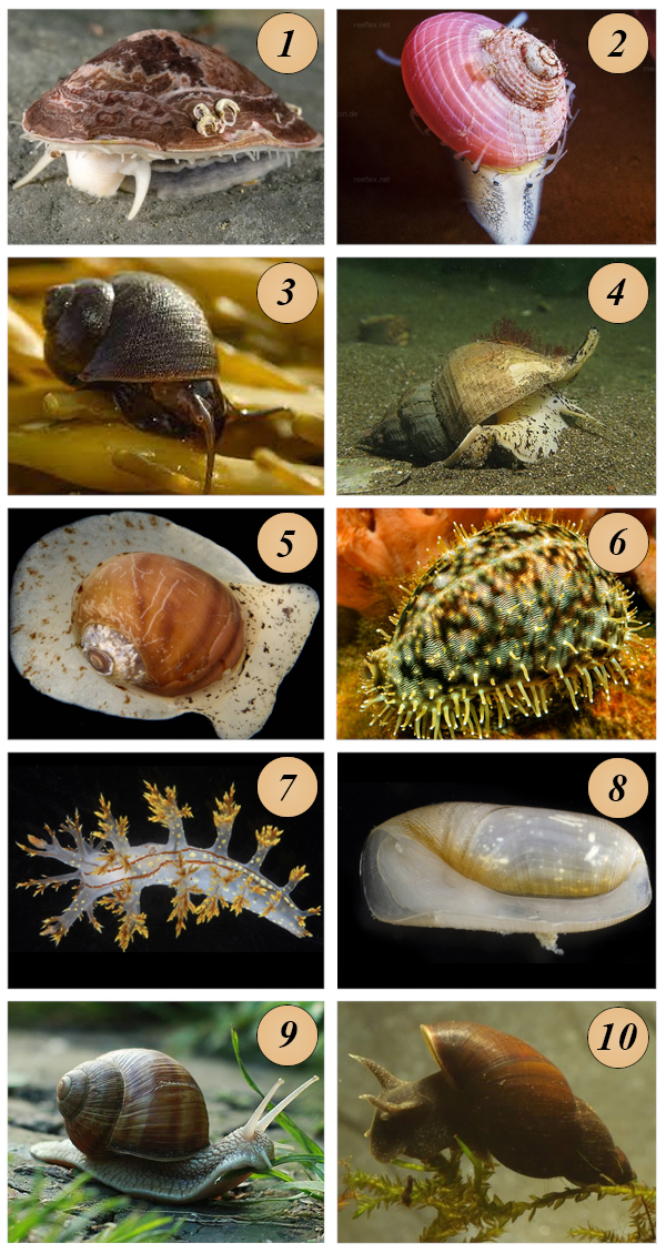 Типичные представители брюхоногих