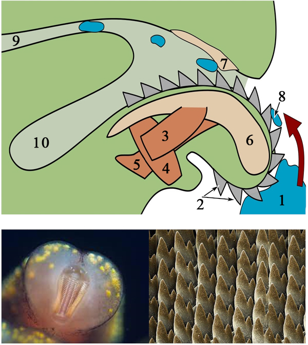 Радула брюхоногих моллюсков