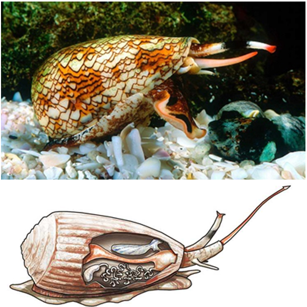 Радула конусов видоизменилась в своеобразный гарпун