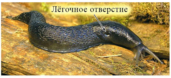 У слизней асимметричное тело из-за непарного легочного отверстия