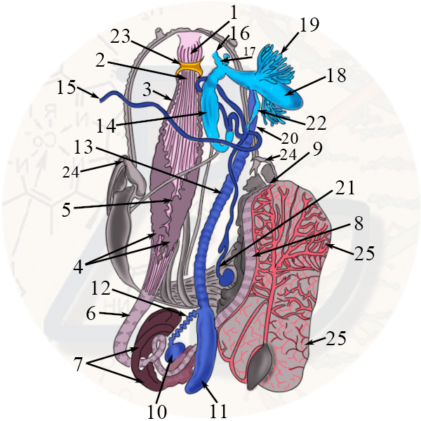 Строение пищеварительной и половой системы виноградной улитки