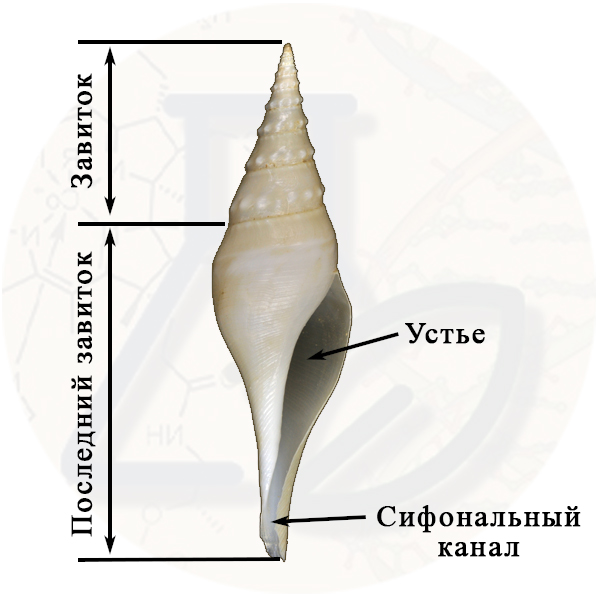 Раковина моллюска- известковое производное мантии