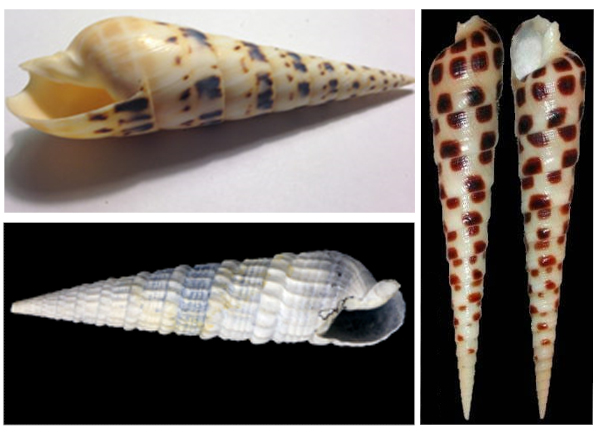 Моллюск Теребра, как и конус очень ядовиты