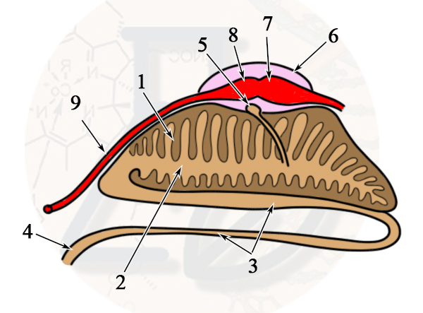 Схема, показывающая строение выделительной системы виноградной улитки