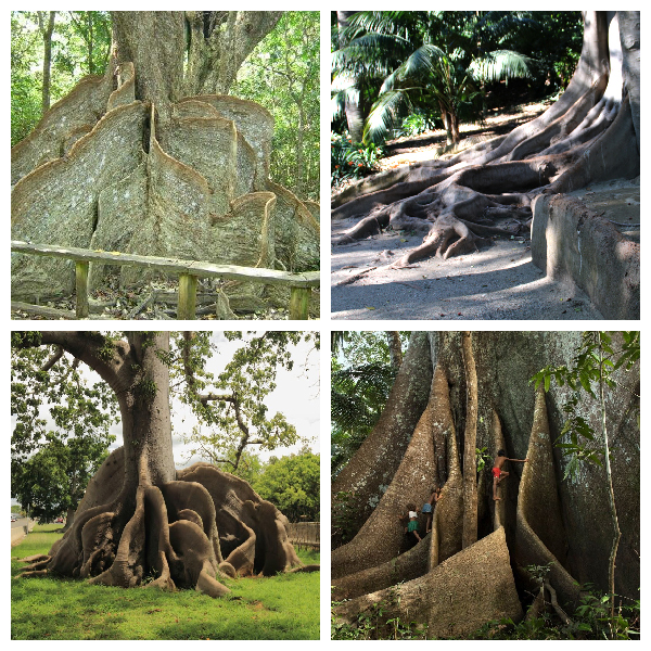 Досковидные корни-видоизмененные придаточные корни