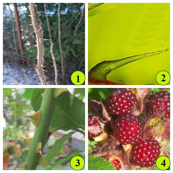 Эмергенцы &ndash; межклеточные выросты эпидермы и субэпидермальных структур