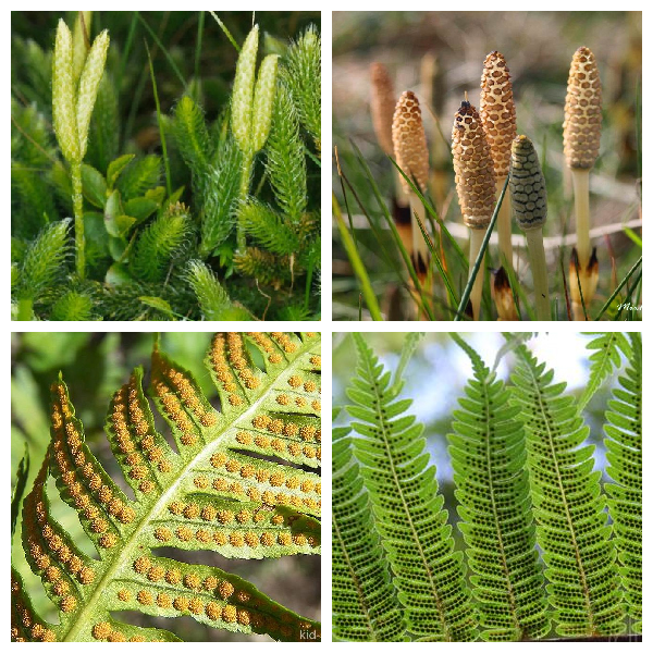 Спороносные побеги споровых растений