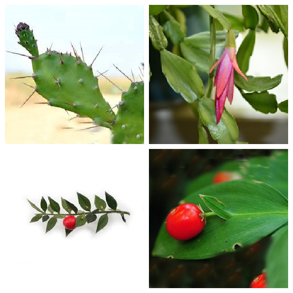 Кладодий и филлокладий &ndash; ассимилирующие видоизмененные побеги