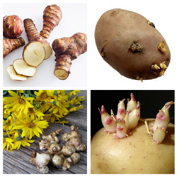 Клубень-видоизмененный побег