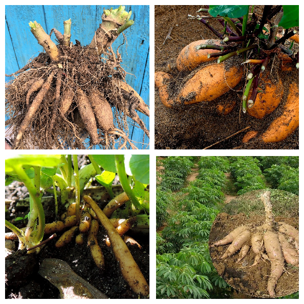 Корнеклубни/корневые шишки &ndash; видоизмененные придаточные корни