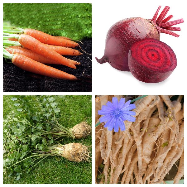 Корнеплоды -видоизмененные главные корни