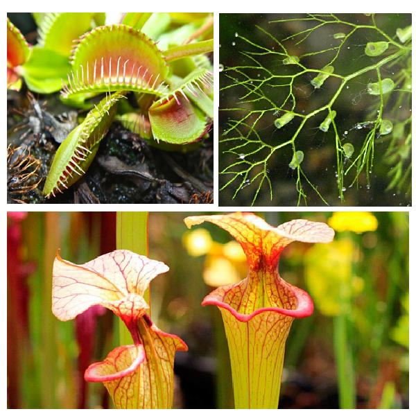 Ловчие аппараты растений &ndash; адаптация к недостатку азота