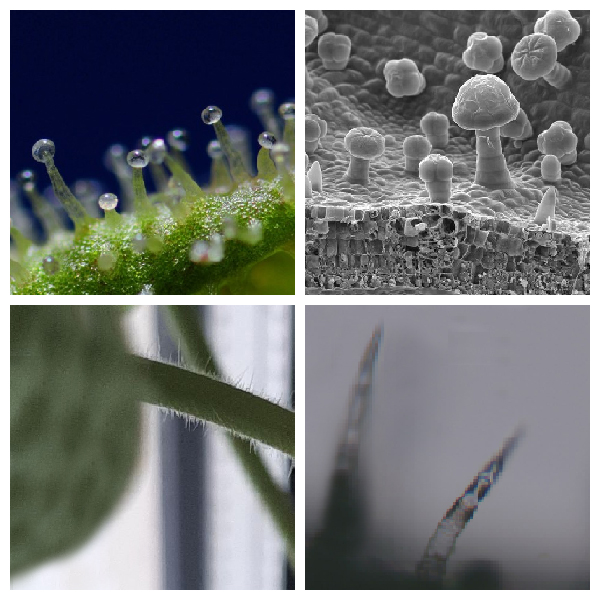 Трихомы -выросты эпидермальных клеток