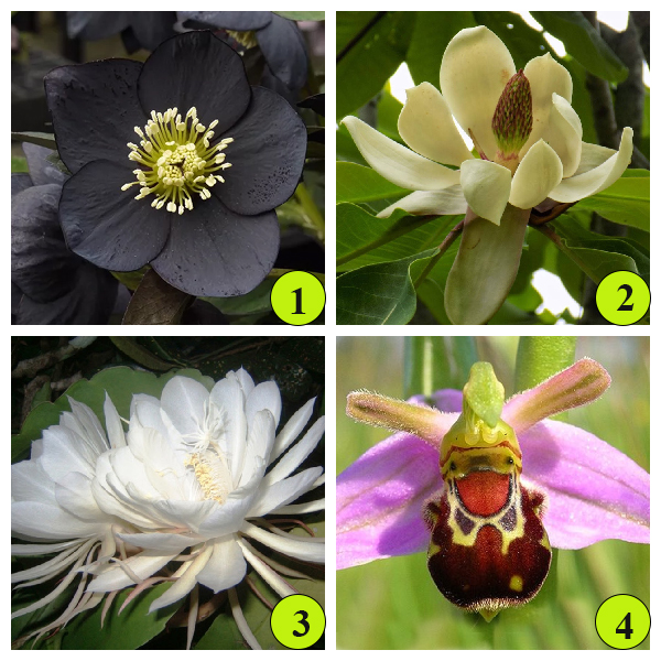 Укороченные видоизмененные генеративные побеги принимают причудливые формы.