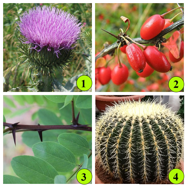 Примеры растений у которых колючки являются видоизмененными листьями