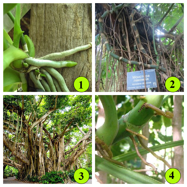 Воздушные корни