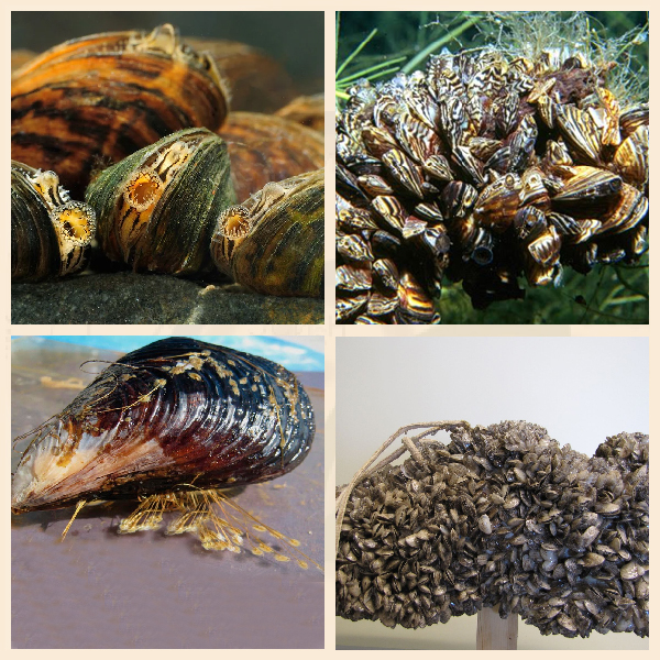 Колония дрейсен