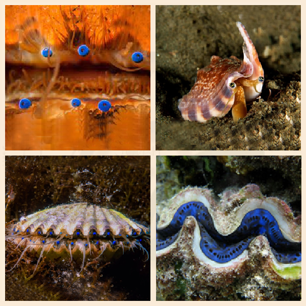 Какие глаза у двустворчатых моллюсков?