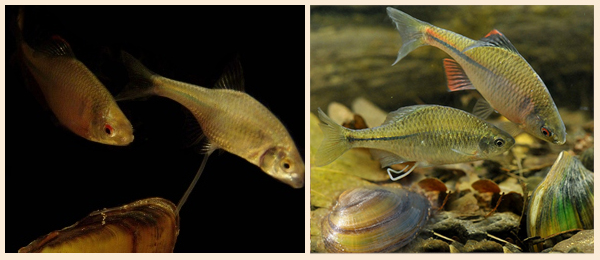 Пример гнездового паразитизма или комменсализма