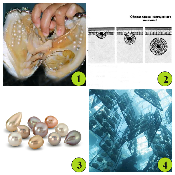 Рожденный из соринок жемчуг