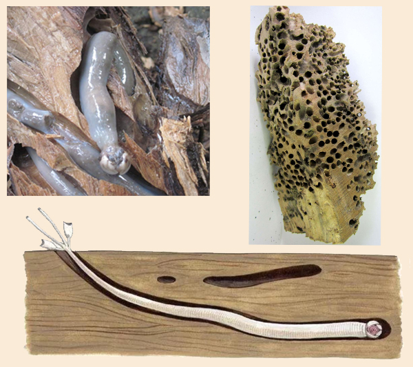 Шашень из семейства терединид