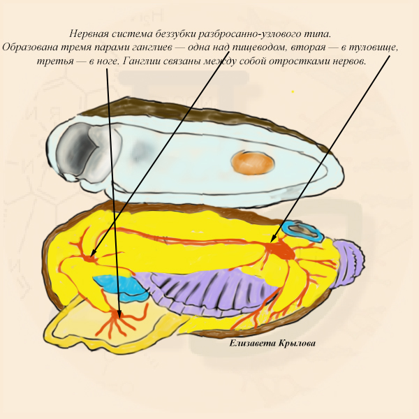 Каким номером на рисунке обозначена разбросанно узловая нервная система