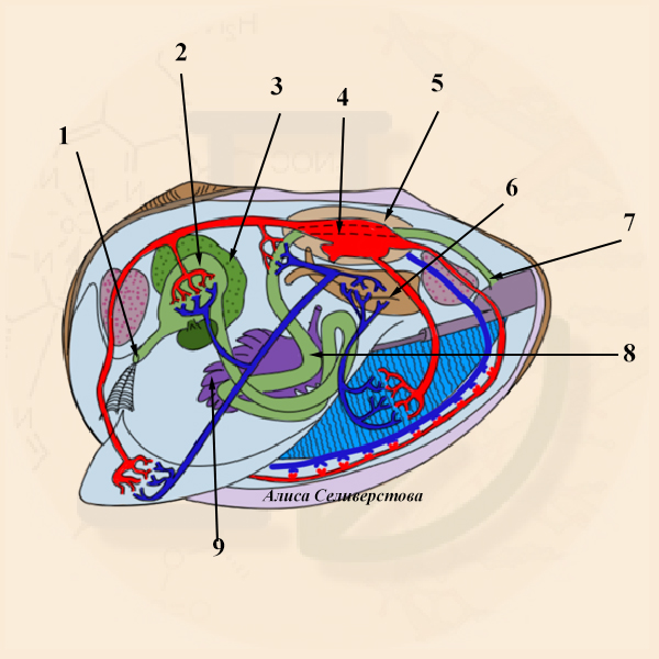 Нервная система двустворчатых моллюсков