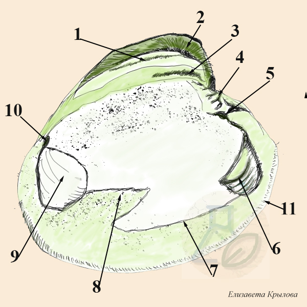 Расположение мышц