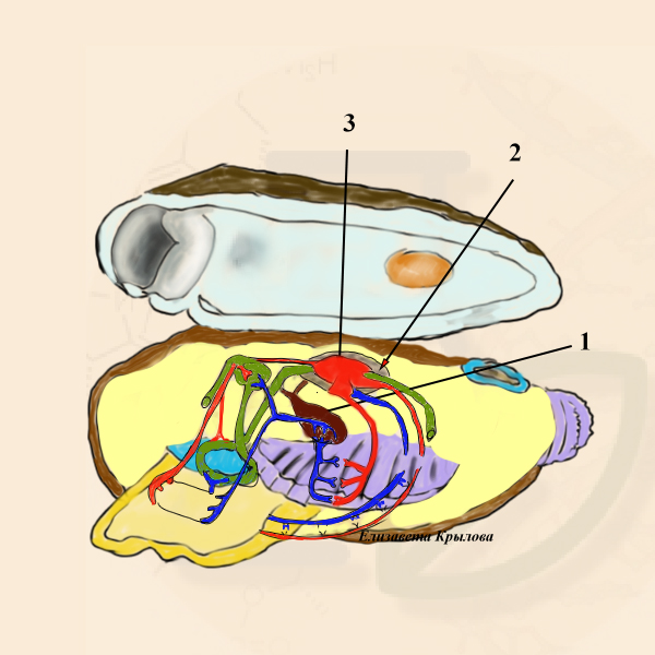 Выделительная система
