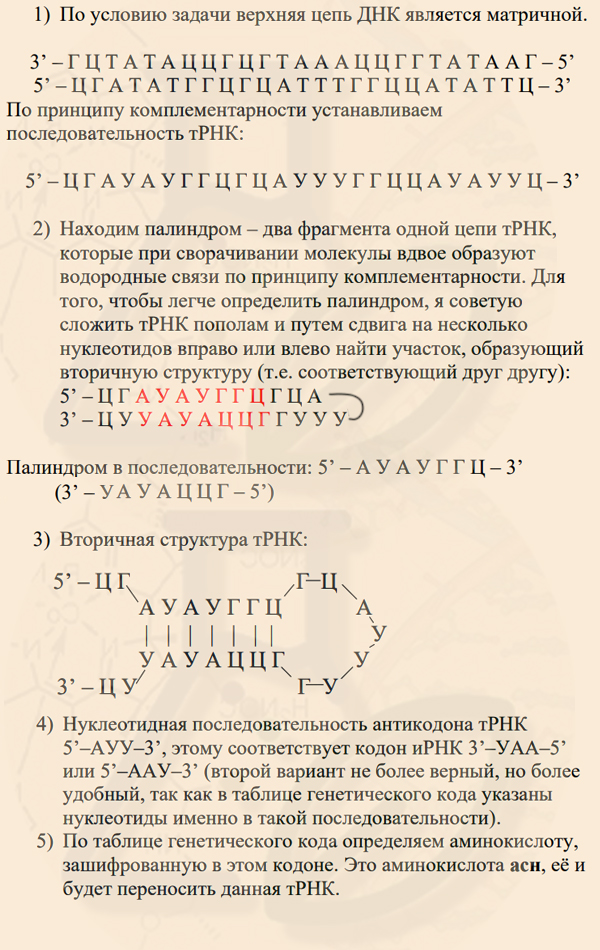 Палиндромы и вторичная структура трнк. Строение транспортной рнк. Палиндромы и вторичная структура трнк. Палиндромы и вторичная структура трнк. Палиндромы днк.