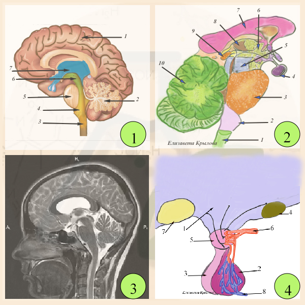 Головной мозг ОГЭ биология. Над продолговатым мозгом и варолиевым мостом. Продолговатый мозг и варолиев мост. Железы ЕГЭ биология.