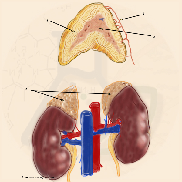 Надпочечники рисунок