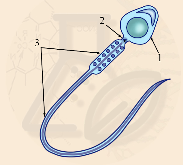Внешнее строение сперматозоида