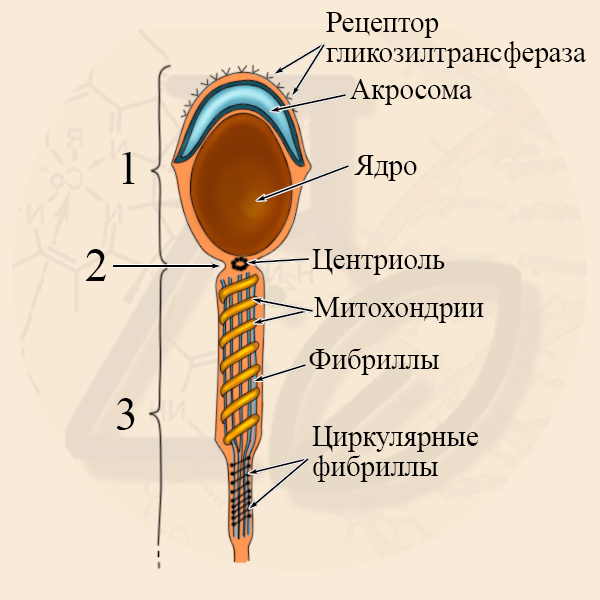 Ядро сперматозоида